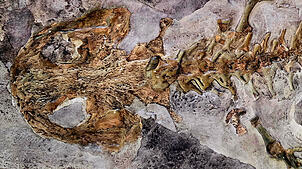 Das Fossil eines bei Öhningen gefundenen Riesensalamanders beschäftigt Geologen seit rund 300 Jahren.