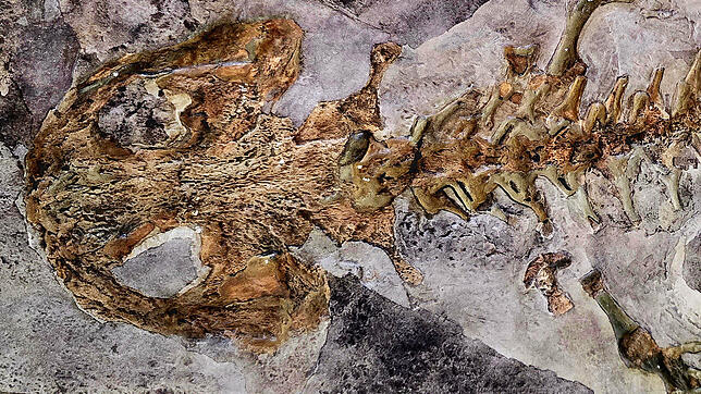 Das Fossil eines bei Öhningen gefundenen Riesensalamanders beschäftigt Geologen seit rund 300 Jahren.
