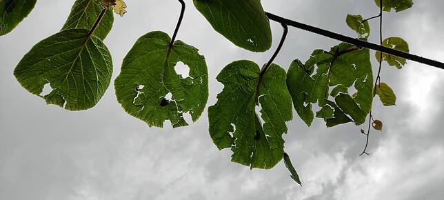 Bild 2: Heftiges Hagelwetter über Ortsteil Bechtersbohl hinweg