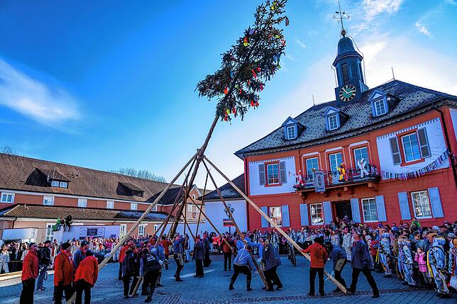 Bild 8: So wird der Narrenbaum am Samstag beim Narrentreffen in Bad Dürrheim aufgestellt!