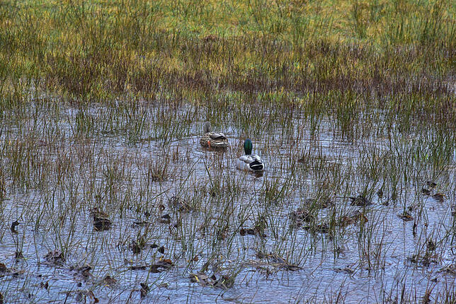 Wo Wasser ist, sind Enten nicht weit. Dieses Pärchen hat sich am Weidenbächle niedergelassen.