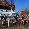Die Stadt pflanzt zwar Jungbäume &ndash; hier (von links) Baubürgermeister Karl Langensteiner-Schönborn, Christoph Stocker, Baumpfleger ...