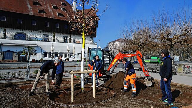 Die Stadt pflanzt zwar Jungbäume &ndash; hier (von links) Baubürgermeister Karl Langensteiner-Schönborn, Christoph Stocker, Baumpfleger ...