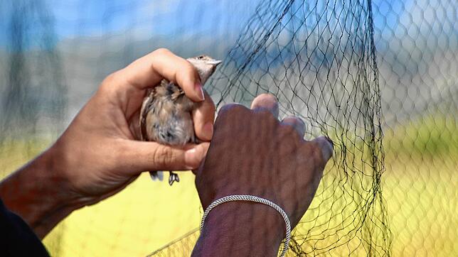Vorsichtig wird eine gefangene Mönchsgrasmücke auf der Radolfzeller Mettnau aus dem Netz befreit. Sie wird für die Vogelzählung gefangen ...