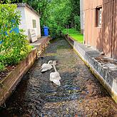 Endlich wieder im Mühlebach: Familie Schwan schwimmt entspannt dem Untersee entgegen.