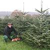 Weihnachtsbaum-Anbauer Bernd Grießer sägt die Tanne ab.