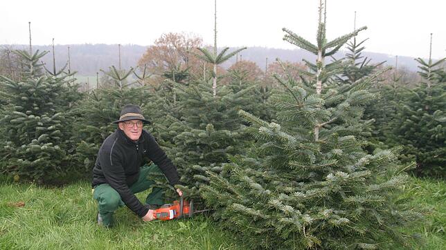 Weihnachtsbaum-Anbauer Bernd Grießer sägt die Tanne ab.