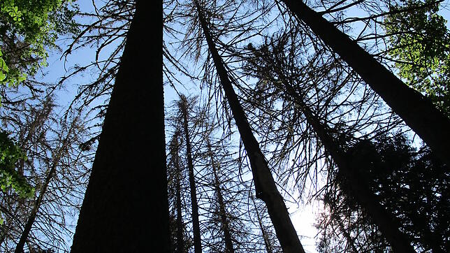 Der Klimawandel ist im Wald angekommen. Im Bild von Borkenkäfern befallene Fichten bei Görwihl.
