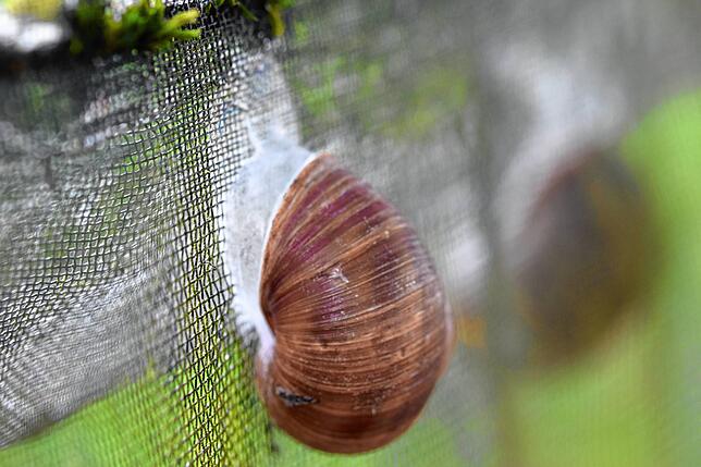 Um nicht auszutrocknen, bilden Schnecken an trockenen Tagen einen sogenannten Sommerdeckel.