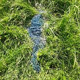 Das Fangnetz lag ebenfalls im Schrebergarten. Wurde das Tier damit gefangen?
