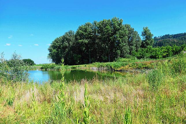 Beliebtes Biotop: Dieses Gewässer in Worblingen heißt nun Heinz-Sielmann-Weiher.