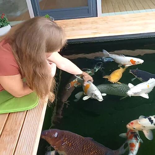 Vorstellungsrunde im Koi-Teich