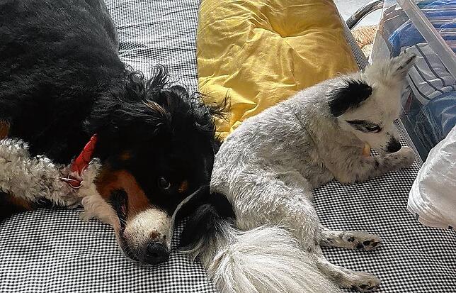 Sie waren ein Herz und eine Seele: Moritz und Flocke.