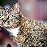 Katzen, die mit (Ratten-)Gift in Kontakt kommen, zeigen oft Krämpfe, Blutungen oder epileptische Anfälle als Symptome (Symbolfoto).