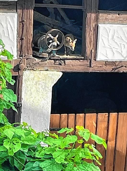 Am helllichten Tag erkundet dieser Fuchs die Gegend und schlüpft auch in Lager und Schuppen.