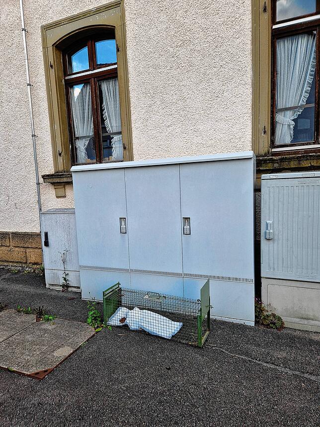 Im Bereich rund um das Riedöschinger Rathaus häuft sich die Zahl unkastrierter Streuner. Daher versuchen Tierschützer, die Tiere mit ...