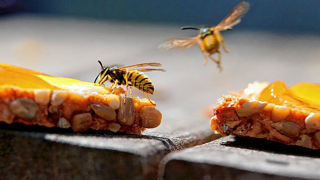 Süße Speisen, etwa ein Marmeladenbrot, sind für Wespen besonders anziehend. Dann heißt es beim Zubeißen aufpassen, dass keine Wespe mit ...