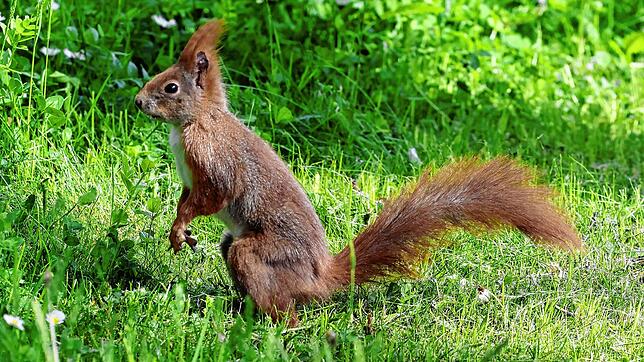 Ein Eichhörnchen saß auf einem Brückenpfeiler fest. (Symbolbild)