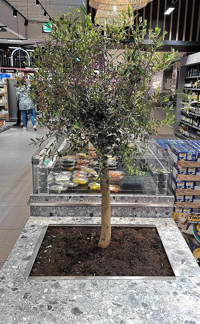 Ob der Eschinger Supermarkt bald wohl einiges Olivenöl herstellen kann? Ein Olivenbaum soll den Markt auch optisch aufwerten.