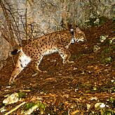 Luchs Lias tappte im November 2022 in die Fotofalle im Oberen Donautal.