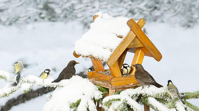 So soll es sein: Winterfütterung an einem Vogelhäuschen. Zwei Amseln und fünf Kohlmeisen genießen ihre Mahlzeit.