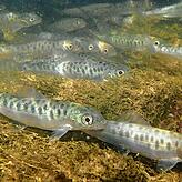 So sehen die Fische Äschen aus.