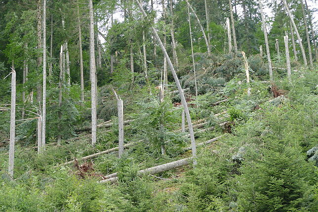 Ein großer Schaden entstand durch den Sturm im Wald.