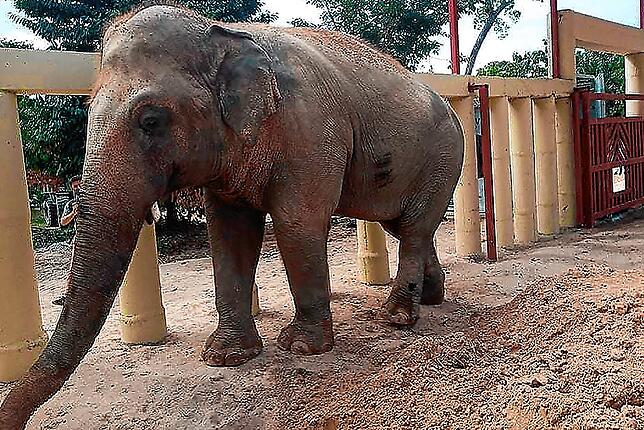 Für ihn beginnt ein neues Leben: Kaavan lag in einem Zoo in Pakistan in Ketten.