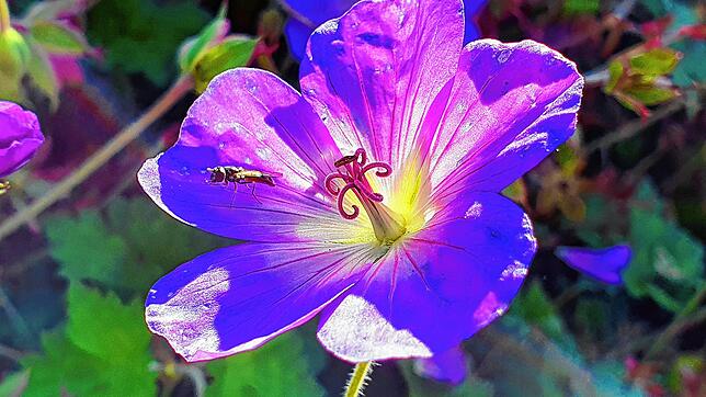 Bild 11: Sag´s durch die Blume: Das Quiz zur Landesgartenschau