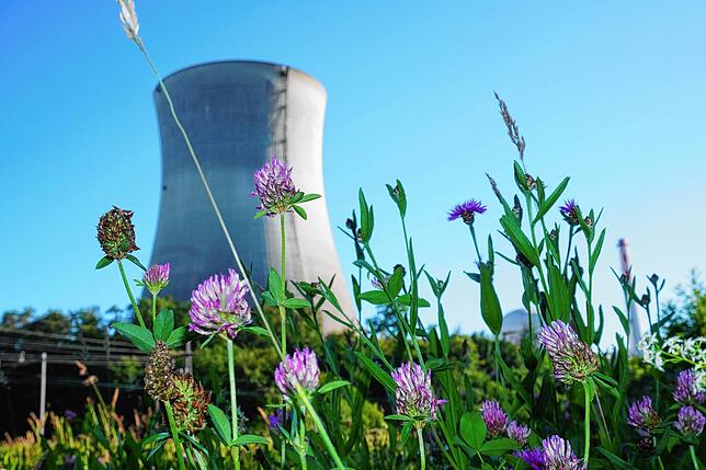 Hinter einer Wiese mit Sommerblumen am schweizerischen Rheinufer zwischen Full und Leibstadt zeichnet sich der 144 Meter hohe Kühlturm ...