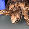 Zollfund am Flughafen Basel-Mulhouse: Zwei Maurische Landschildkröten hatte eine einreisende Frau in einem Pappkarton dabei.