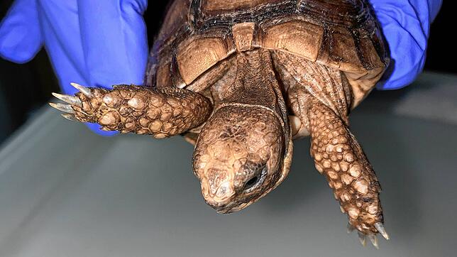 Zollfund am Flughafen Basel-Mulhouse: Zwei Maurische Landschildkröten hatte eine einreisende Frau in einem Pappkarton dabei.