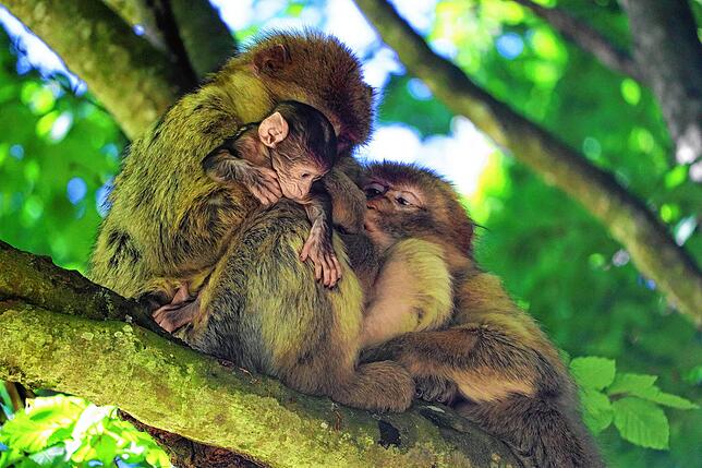 Es ist Kuschelzeit: Ein Affenbaby auf dem Affenberg Salem, das im Mai 2021 auf die Welt kam, kuschelt hier mit seiner Mutter. Und ein ...