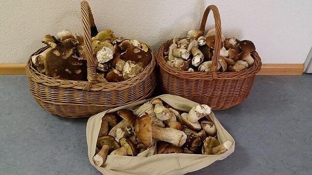Bild : Das wird teuer: So viel müssen zwei Pilzsammler blechen, die 19 Kilogramm Steinpilze gesammelt haben