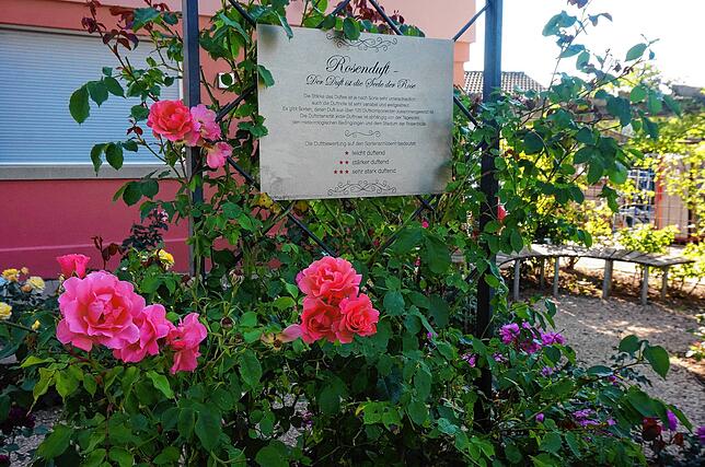 Nahe Kirche ist der Nögenschwieler Rosen-Duftgarten.