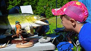 Ganz genau betrachtet ein Junge einen präparierten Hecht. Der Raubfisch mit seinen scharfen Zähnen ist auch in der Region zu Hause. ...