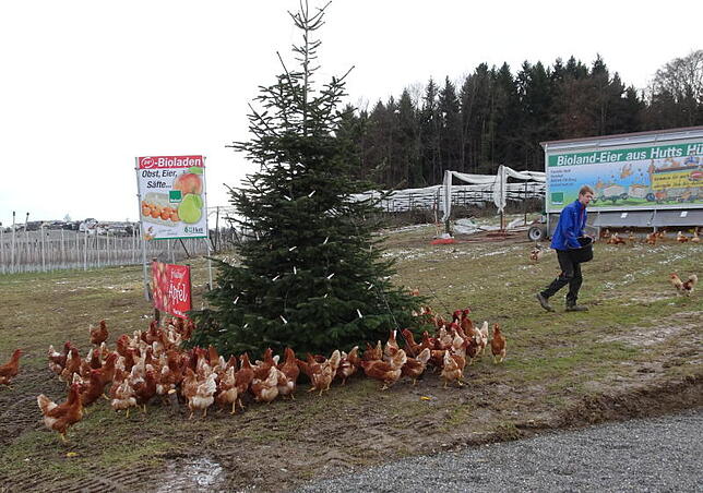Auch sie scharren sich gerne um den Weihnachtsbaum: Die Bewohnerinnen der Hühnermobile auf dem Berger Hutt-Hof.