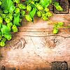 Na, erkannt? Hopfen kommt nicht nur ins Bier, sondern wirkt auch beruhigend und schlafanstoßend. Bild: Subbotina Anna – Fotolia
