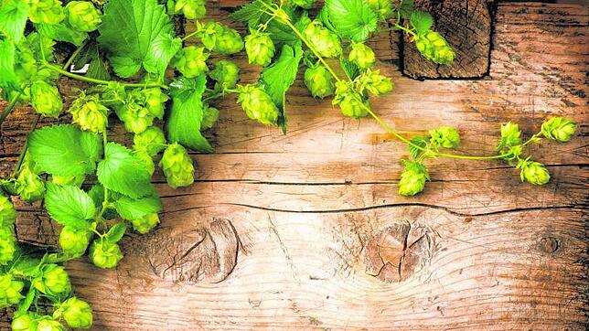 Na, erkannt? Hopfen kommt nicht nur ins Bier, sondern wirkt auch beruhigend und schlafanstoßend. Bild: Subbotina Anna – Fotolia