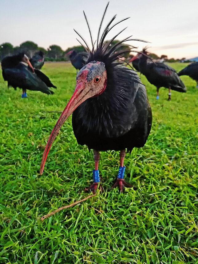 Ein Waldrapp in seiner ganzen Pracht.
