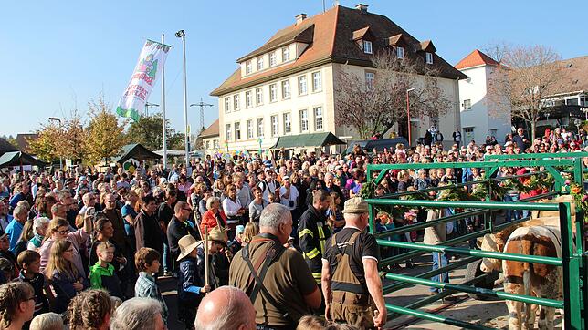 Auf der Gemeindewaage werden die vier Häggeli (Jungbullen) gewogen, nachdem sie angeführt von der Munnimusik von der Sommerweide vor dem ...