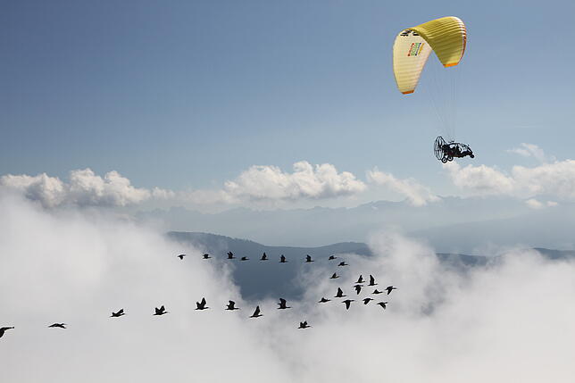 Im Nebel konnten die Steinadler nicht so gut angreifen. Es blieb bei zwei Attacken.