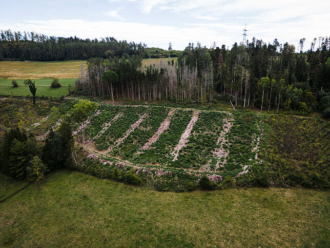 Das ist eine der Flächen in denen in Zukunft ein neues Stück Schwarzwald entstehen wird.