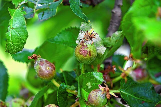 Diese Äpfel haben Hagelschäden.