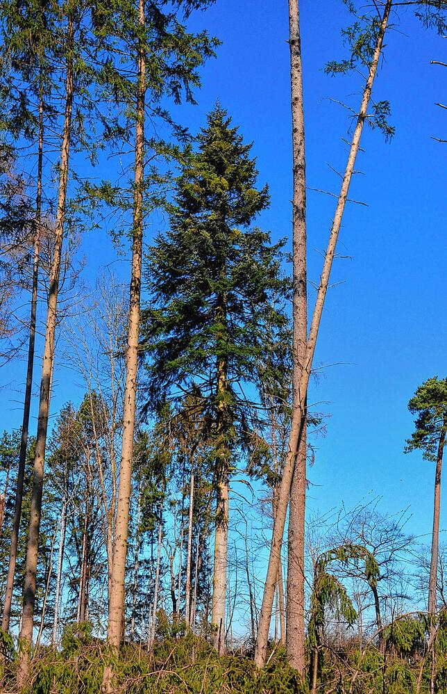 Bild 6: Wenn der Wald aufgeräumt wird: So laufen die Arbeiten im Gehau im Süden Markdorfs ab
