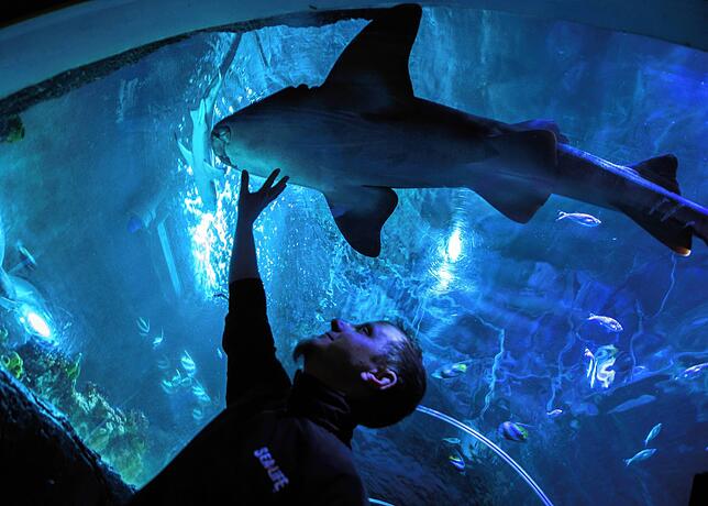 Das Sea Life Konstanz beherbergt etwa 3.500 Tiere.