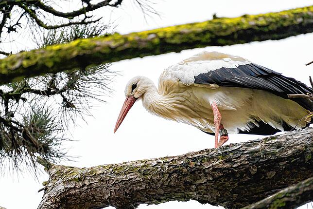 Storch Yumna. Bis vor einem Jahr ging man im Zoo davon aus, dass er ein Weibchen ist.
