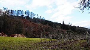 Inmitten der Hanglandschaft ist das Ausmaß des Kahlschlags nicht zu übersehen. Unterhalb des Hangs stapeln sich die gefällten Bäume.