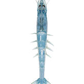 Ein &bdquo;Pacific White Shrimp&ldquo; (Litopenaeus vannamei)aus Rheinfelden.