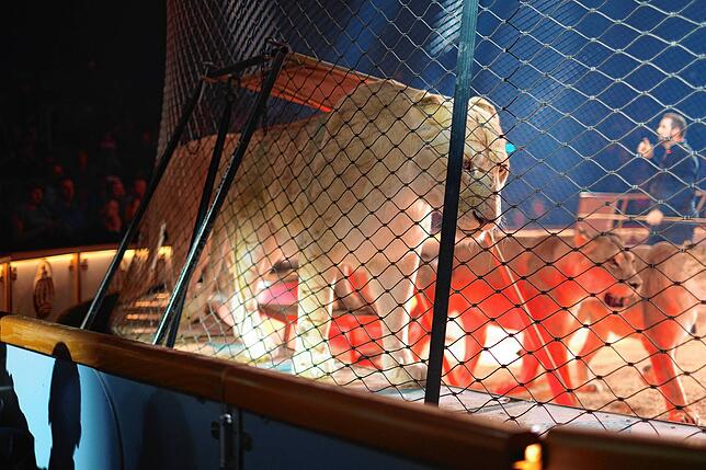 Bild 23: Circus Krone in Konstanz: Eindrücke vom glanzvollen Premierenabend der Manege – die besten Bilder!